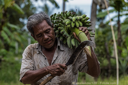 Bananenbauer auf Koh Samui