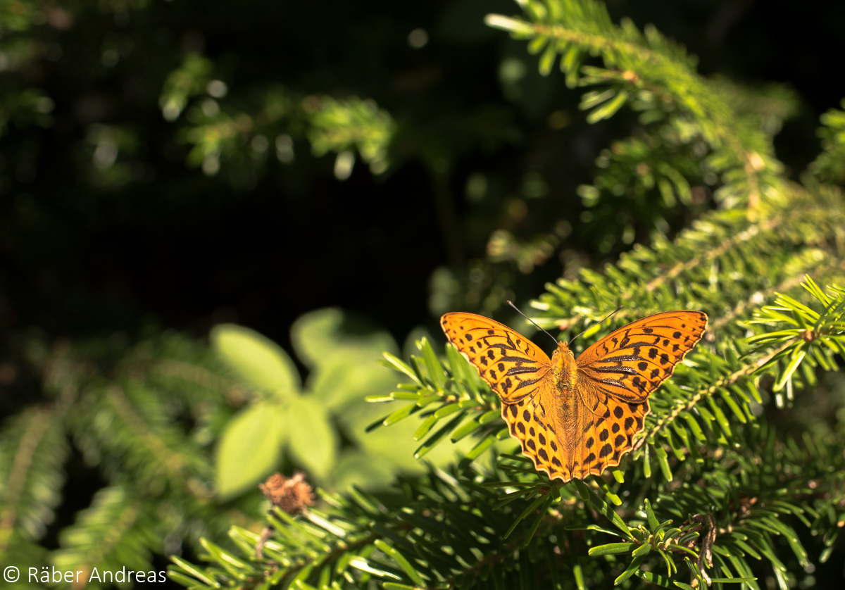 Schmetterling im Sennbachriet