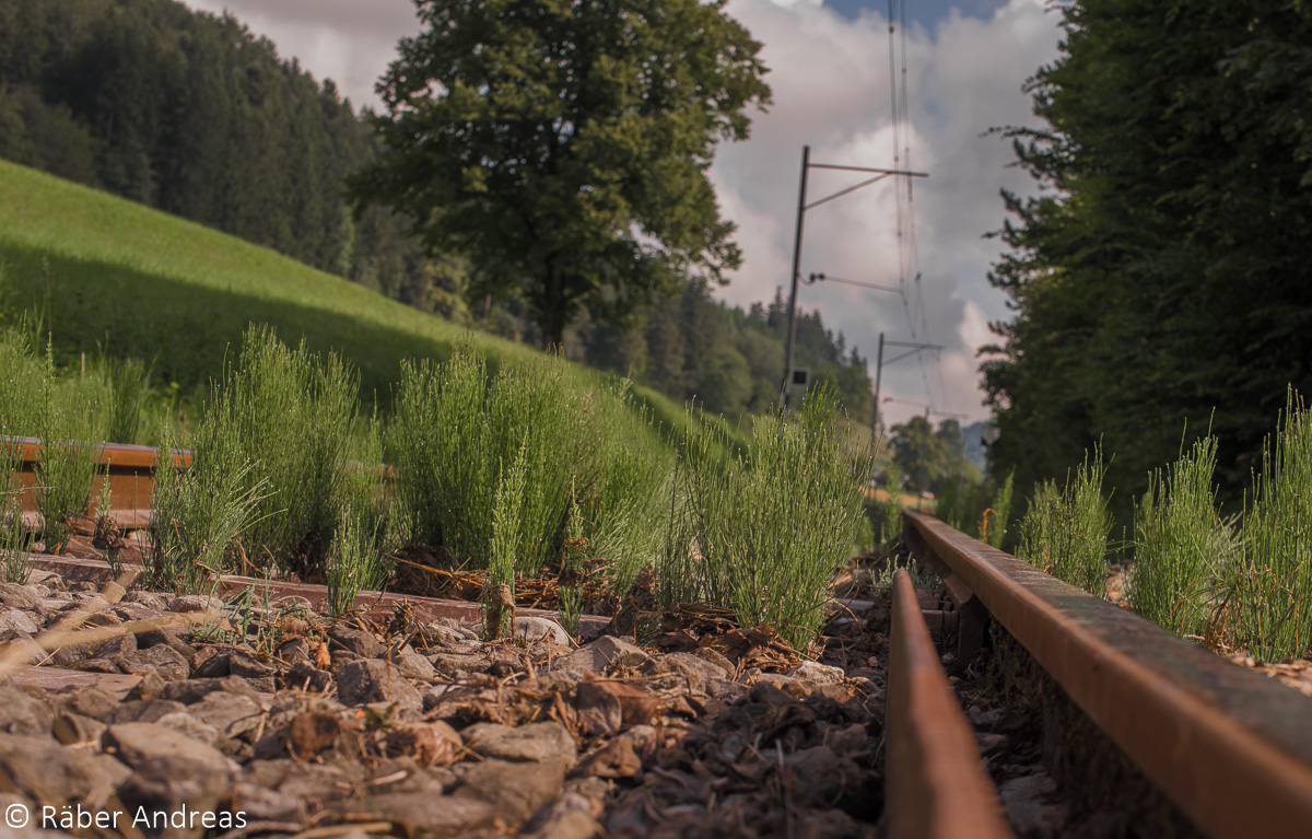 Trasse der alten Dampfbahn von Bauma nach Hinwil